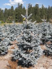 Colorado Spruce